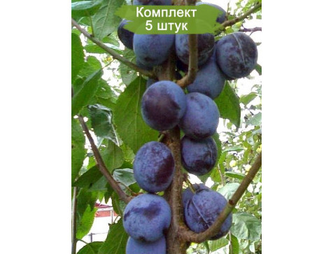 Комплект 5шт  / Колоновидная Слива Блю Свит (Ранняя/Фиолетовая)