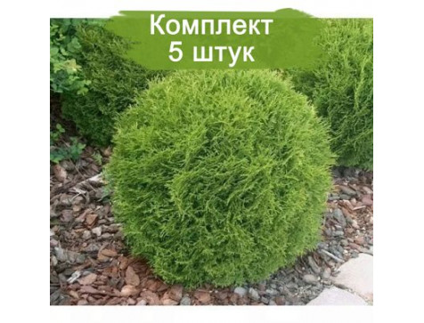 Комплект 5шт / Туя Литл Гиант Комплект 5шт / Туя Литл Гиант